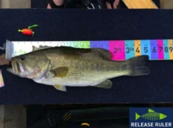 Largemouth Bass Release Ruler -Fishing Equipment Store largemouth bass release ruler 71978.1651112069